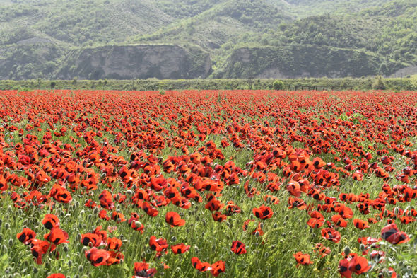 Xocalı al lalələrlə bəzənib - FOTO