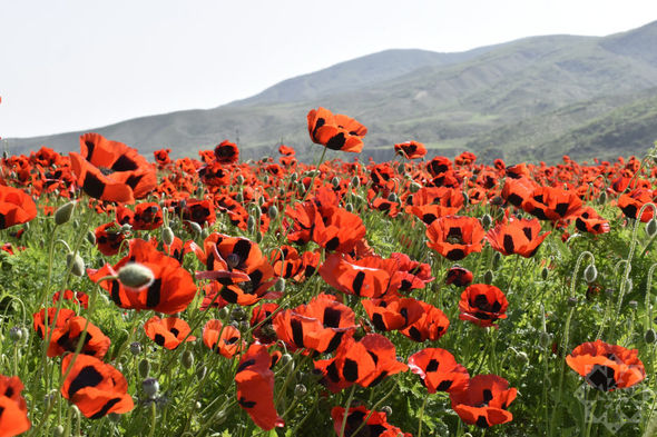 Xocalı al lalələrlə bəzənib - FOTO